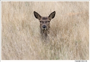 Red Deer 8